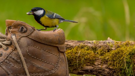 Széncinege (Parus major) - Túra